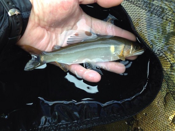 10435789_511521012313820_4019272336999680793_n